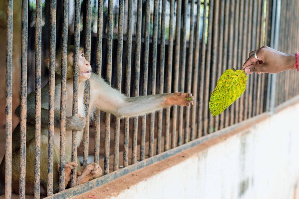 An Image of a Monkey in a Zoo Grabbing a Leaf